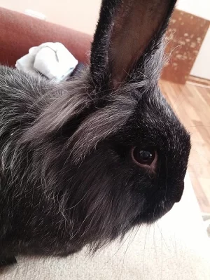 Daruji králíka i s klecí