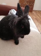 Daruji králíka i s klecí