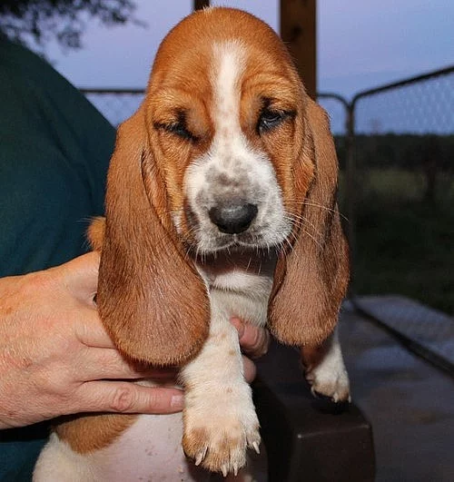 Ohromující štěňata Basset Hound k dispozici