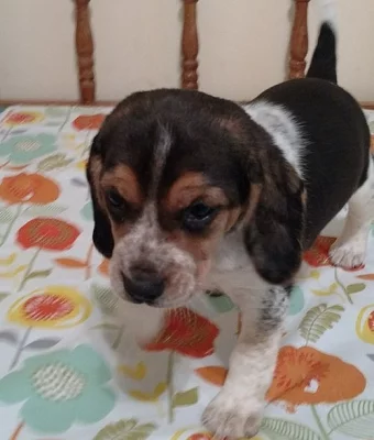 Radostné štěňátka Beagle připraveny