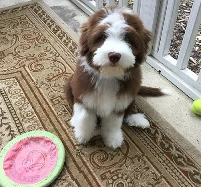 Štěňátka zdravého vousatého kolie