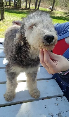 Štěňata Bedlington Terrier k dispozici