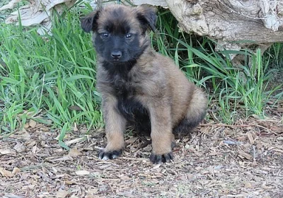 Belgický Malinois (k dispozici muži a ženám)