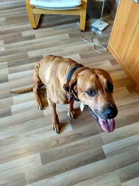 Rhodéský ridgeback