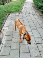 Rhodéský ridgeback