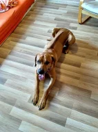 Rhodéský ridgeback