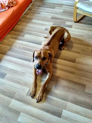 Rhodéský ridgeback