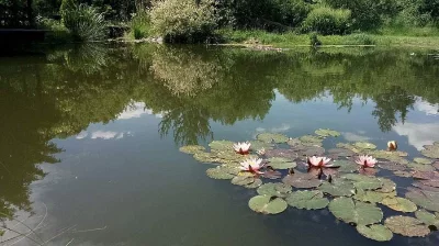 Sumec velký, štika obecná