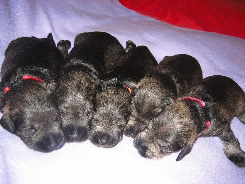 Prodám štěňata knírače