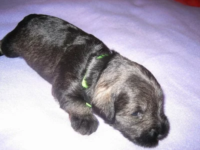 Prodám štěňata knírače