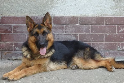 Prodám krásnou 12 měsíční fenu NO s PP