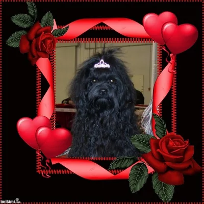 Ruská barevná bolonka