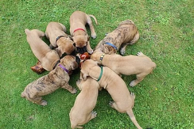 Německá doga žlutá