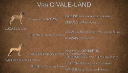 Německá doga žlutá