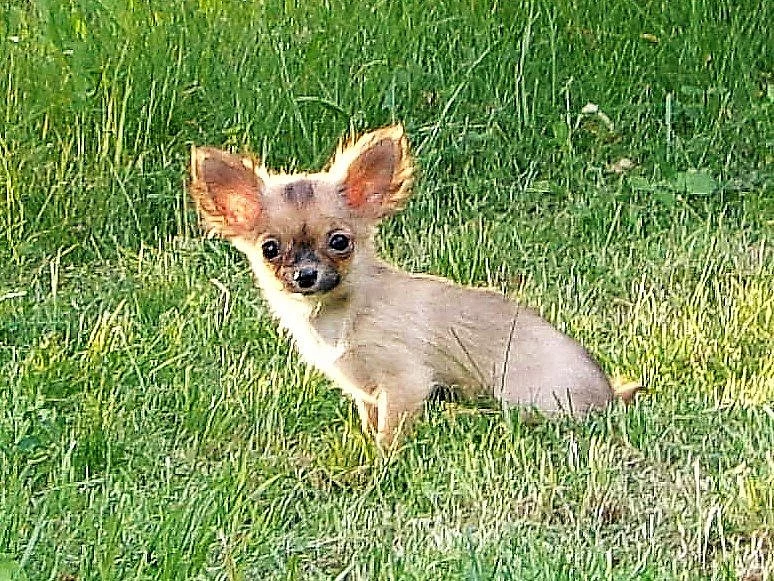 Civava - pejsek s PP