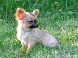 Civava - pejsek s PP