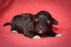 Lagotto Romagnolo s PP – štěňata