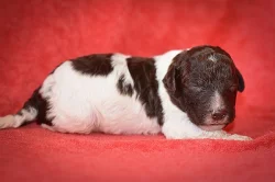 Lagotto Romagnolo s PP – štěňata