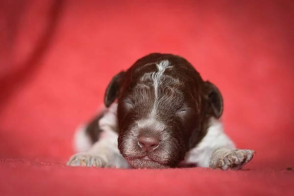 Lagotto Romagnolo s PP – štěňata