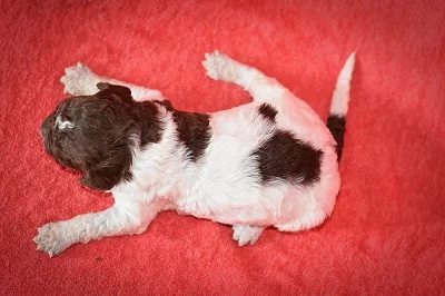Lagotto Romagnolo s PP – štěňata