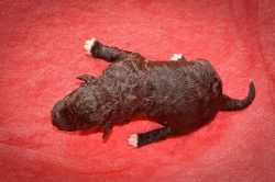 Lagotto Romagnolo s PP – štěňata