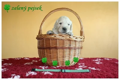 Zadáme poslední štěňátko retrievera (pejsek) s PP