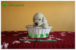 Zadáme poslední štěňátko retrievera (pejsek) s PP