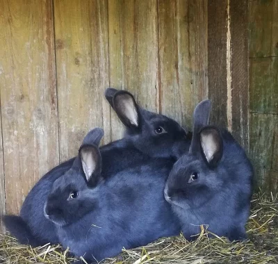 Vídeňský modrý králík