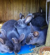 Vídeňský modrý králík