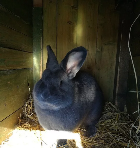 Vídeňský modrý králík