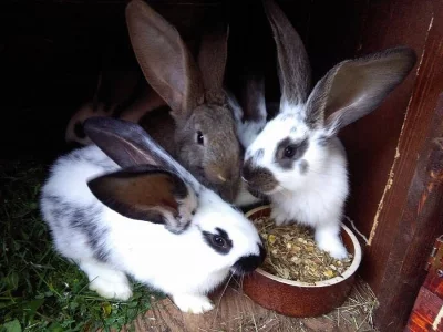 Německý obrovitý strakáč