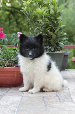 Německý Špic s PP