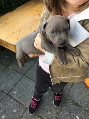 Kc registrovaný Staffordshire Bull Terrier