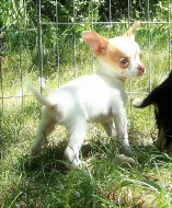 Štěňátka Čivavy s PP