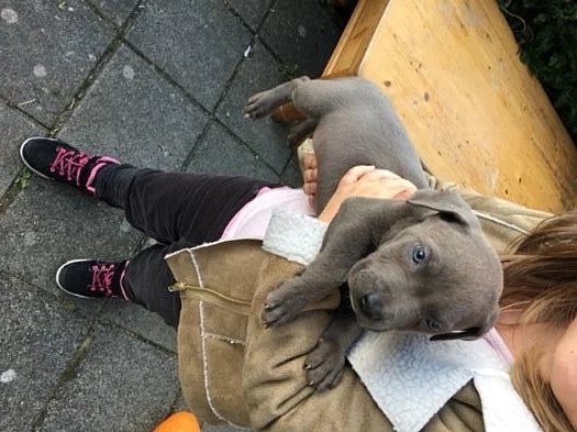 Kc registrovaný Staffordshire Bull Terrier