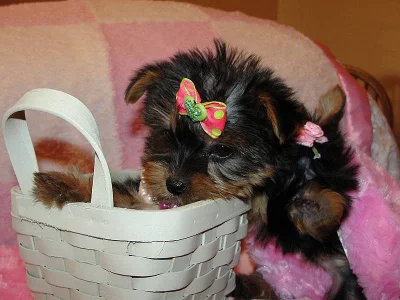 Rodokmen miniaturní Yorkshire teriér štěňata