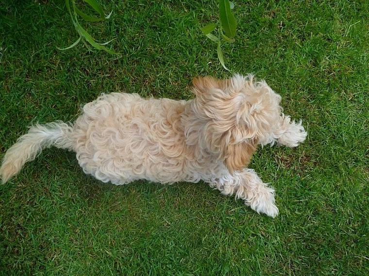 Krásný Cavalier King Charles španěl štěňátka