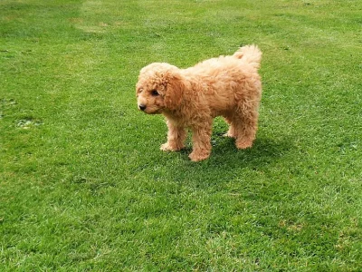 Krásný Cavalier King Charles španěl štěňátka