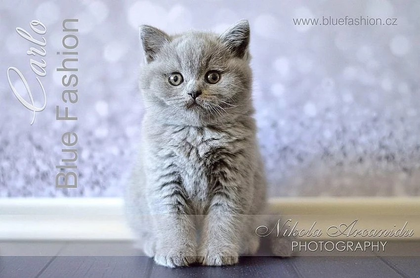 Koťata britská modrá