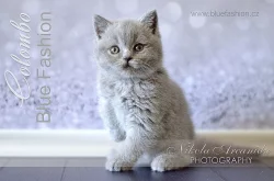 Koťata britská modrá
