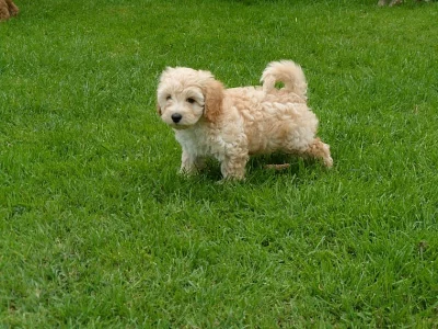Krásný Cavalier King Charles španěl štěňátka