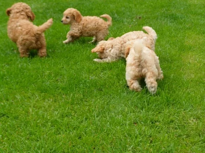 Krásný Cavalier King Charles španěl štěňátka