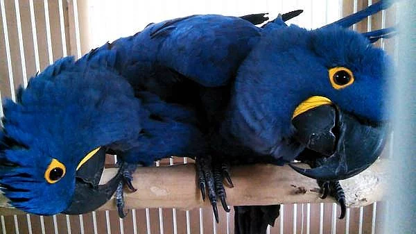 Mužské a ženské papoušky připravené pro svůj nový domov