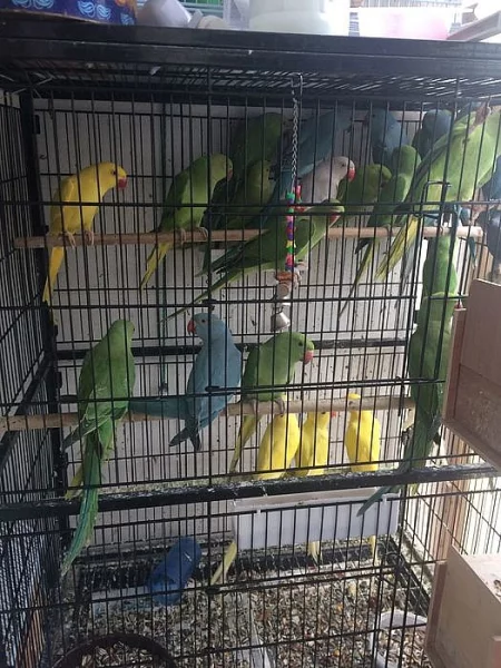 Zdravý indický Ringneck připraven