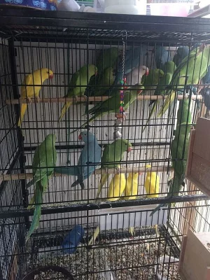 Zdravý indický Ringneck připraven