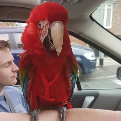 Greenwing papoušek papoušků připravený jít