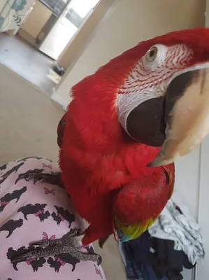 Greenwing papoušek papoušků připraveni jít, jsou hraví a mil