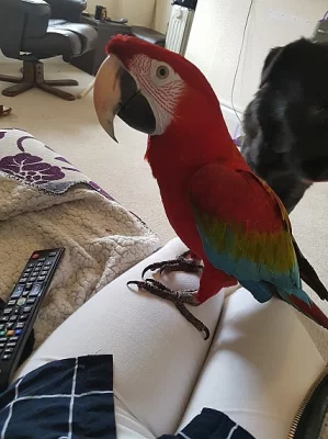 Greenwing papoušek papoušků připraveni jít, jsou hraví a mil