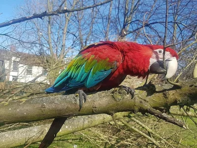 Greenwing papoušek papoušků připraveni jít, jsou hraví a mil