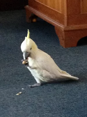 Malá síra Cockatoo Papoušek roztomilý a hravý